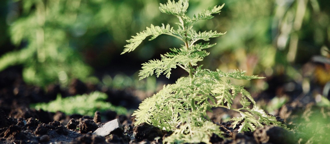 What diseases does Artemisia annua tea treat ?